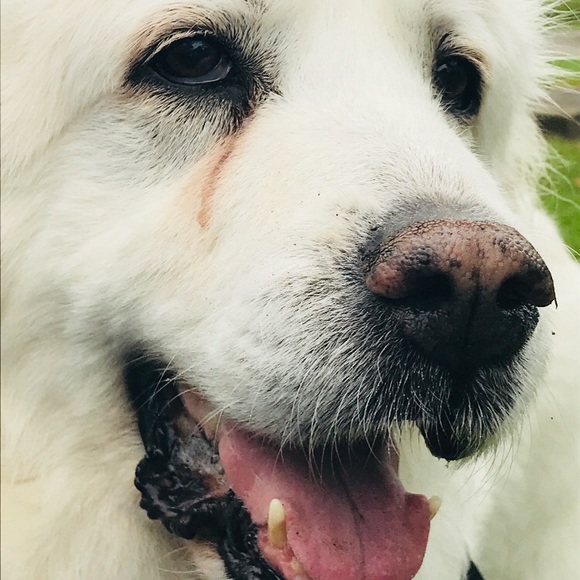 Meet your Posher, Tisha - Picture 2 of 4